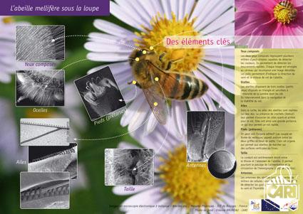 thumbnail - L'abeille mellifère sous la loupe - Posters